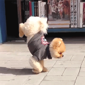 jiffpom handstand