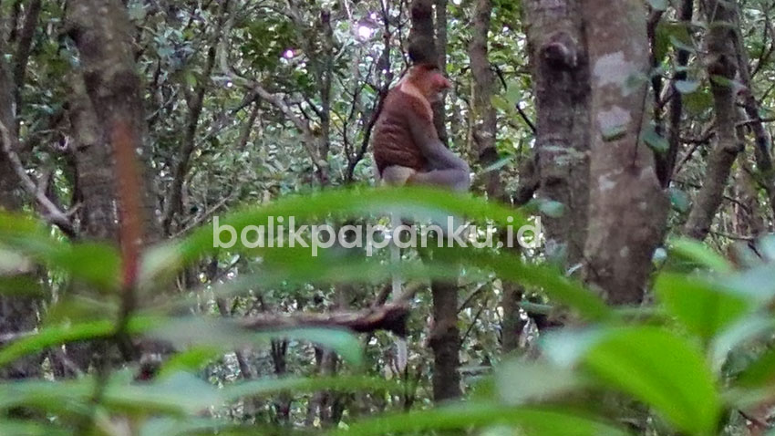 monyet bekantan di balikpapan